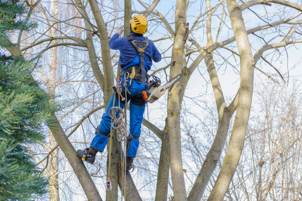 How Our Tree Care Process Works  in  Enterprise, OR